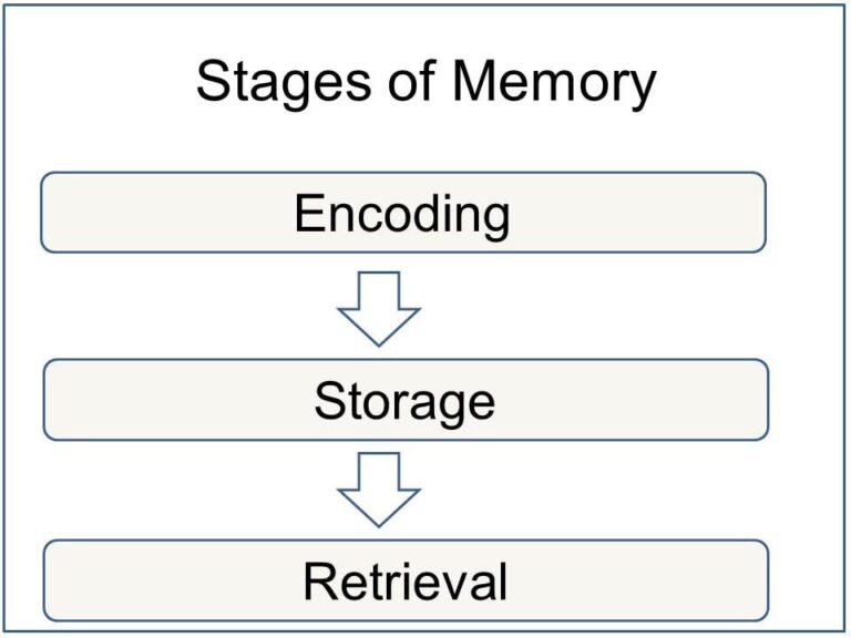 Етапи пам'яті: кодування, зберігання та пошук